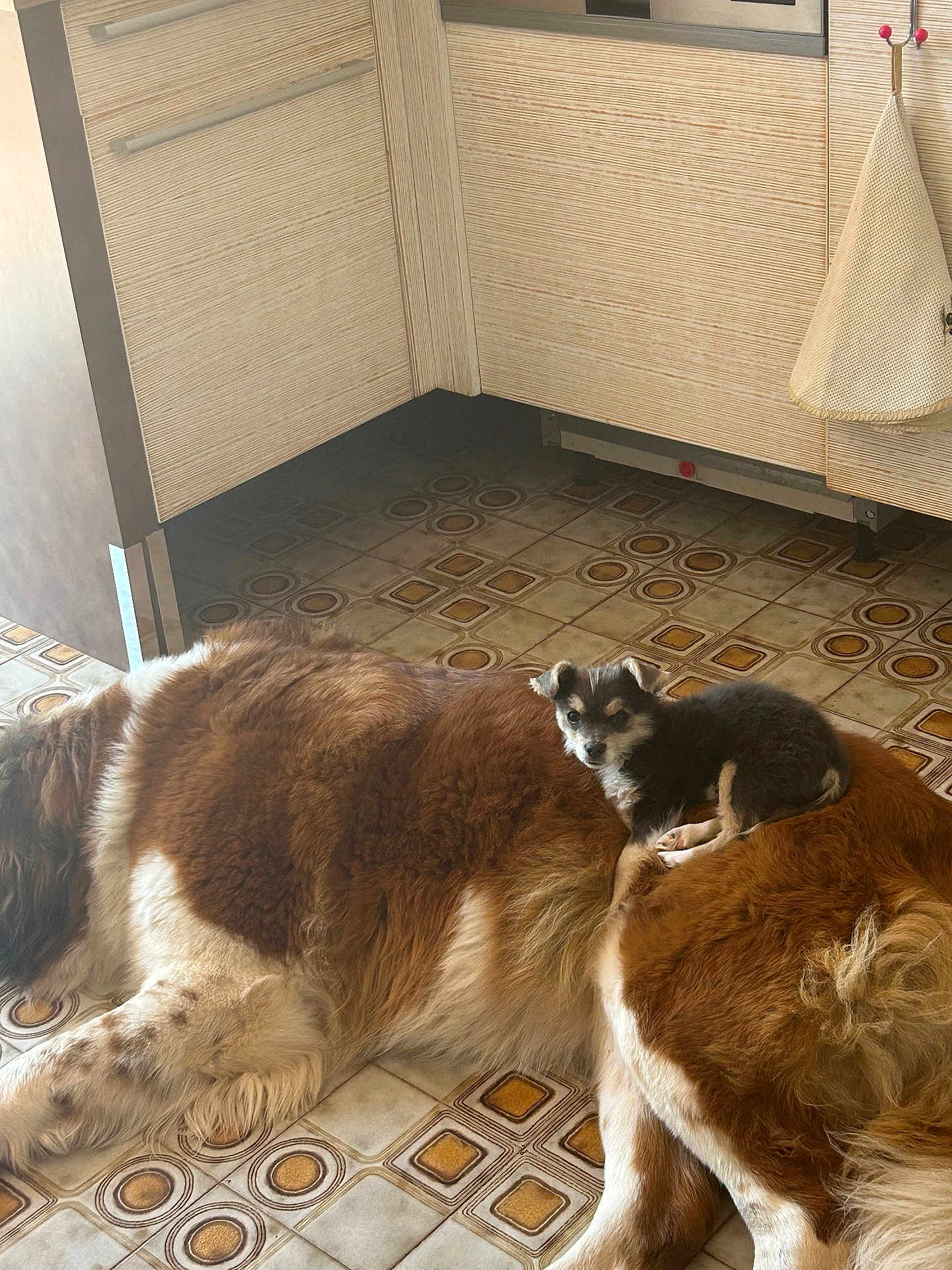 Snow Et Aston a rejoint le concours — aidez-le/la à gagner de superbes lots ! animal, black_and_white_dog, brown_dog, cabinet, companion, cozy, cute, dog, domestic, floor, floor_pattern, indoors, kitchen, large_dog, lying_down, pet, puppy, resting, small_dog, tile_floor