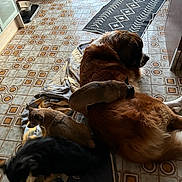Paincake participe au concours pour gagner de l'argent avec cette photo : animal, architecture, building, canine, cat, cockerspaniel, dog, dogbed, door, furniture, goldenretriever, hardwood, homedecor, hound, indoors, interiordesign, mat, pet, puppy, wood
