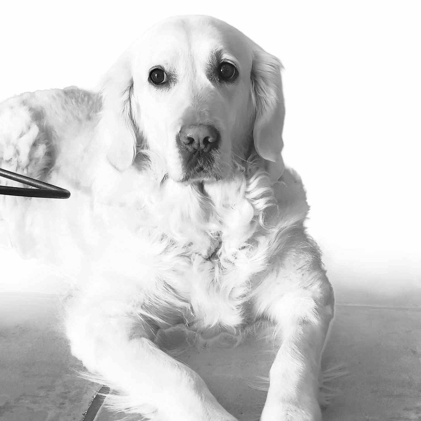 Miya a rejoint le concours — aidez-le/la à gagner de superbes lots ! canidae, carnivore, companion_dog, dog, dog_breed, fur, gun_dog, monochrome, monochrome_photography, paw, sporting_group, style, terrestrial_animal, whiskers, working_animal