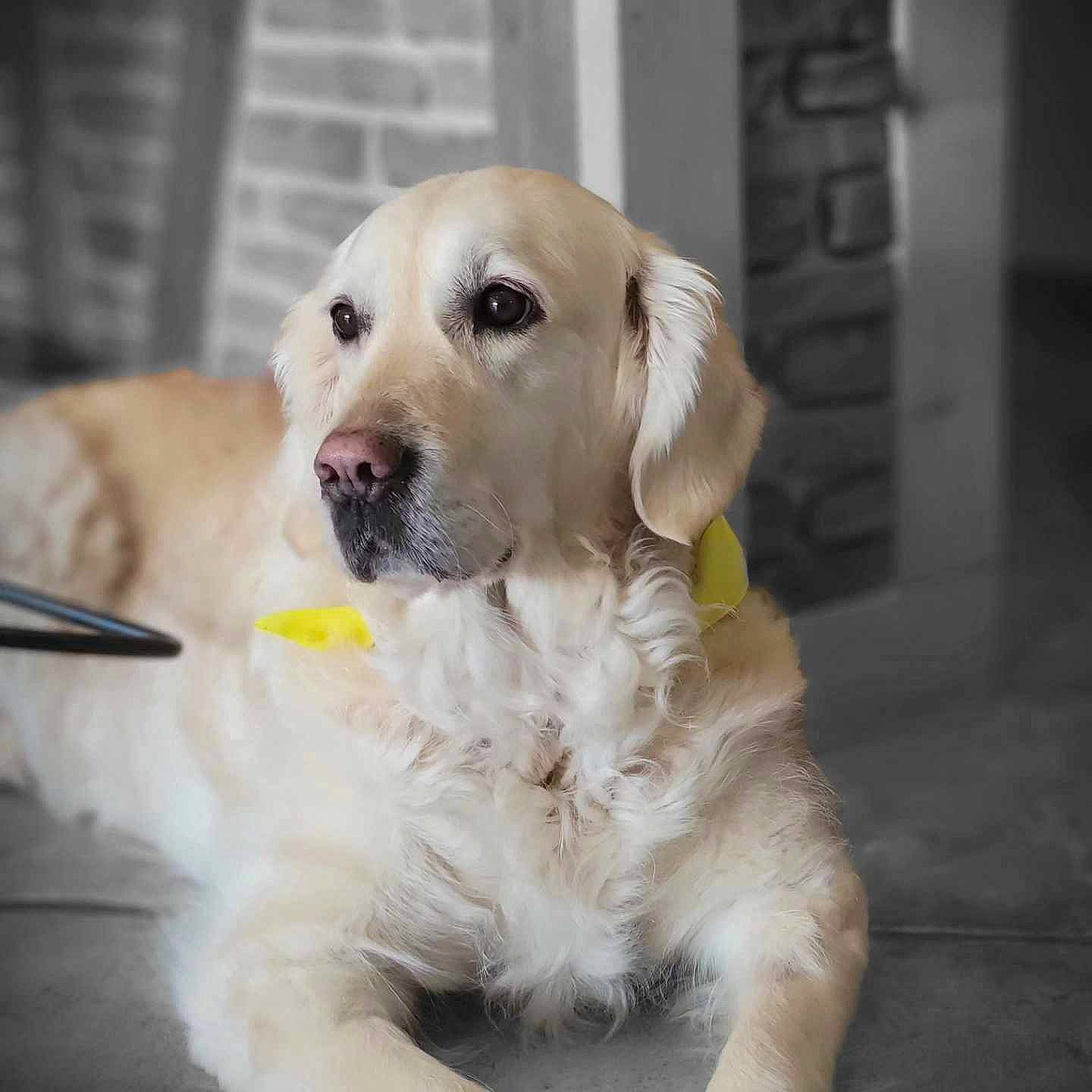 Miya participe au concours pour gagner de l'argent avec cette photo : canidae, carnivore, collar, companion_dog, dog, dog_breed, dog_collar, eye, fawn, fur, gun_dog, head, pet_supply, plant, retriever, snout, sporting_group, terrestrial_animal, whiskers, working_animal