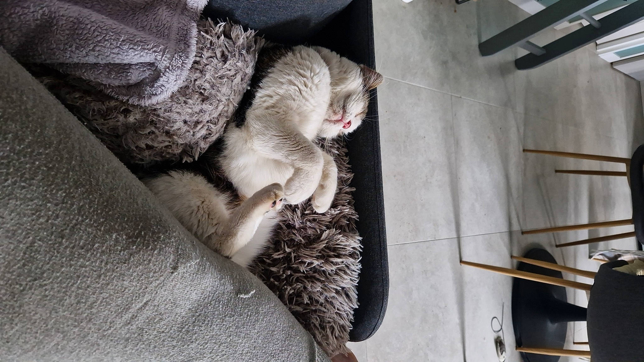 Tico a rejoint le concours — aidez-le/la à gagner de superbes lots ! carnivore, cat, claw, comfort, couch, domestic_short_haired_cat, felidae, fur, grey, linens, nap, paw, sleep, small_to_medium_sized_cats, snout, tail, whiskers, wood