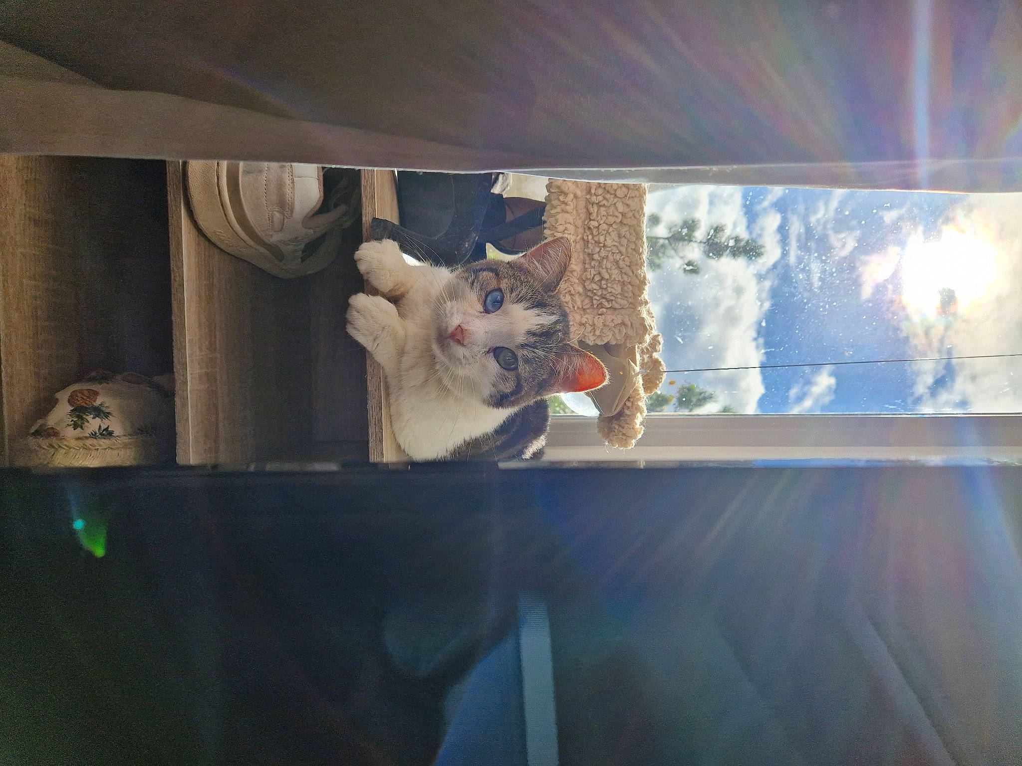 Tico participe au concours pour gagner de l'argent avec cette photo : art, ceiling, darkness, door, felidae, glass, house, plant, reflection, room, sky, textile, tints_and_shades, toy, transparent_material, tree, vehicle_door, visual_arts, window, wood