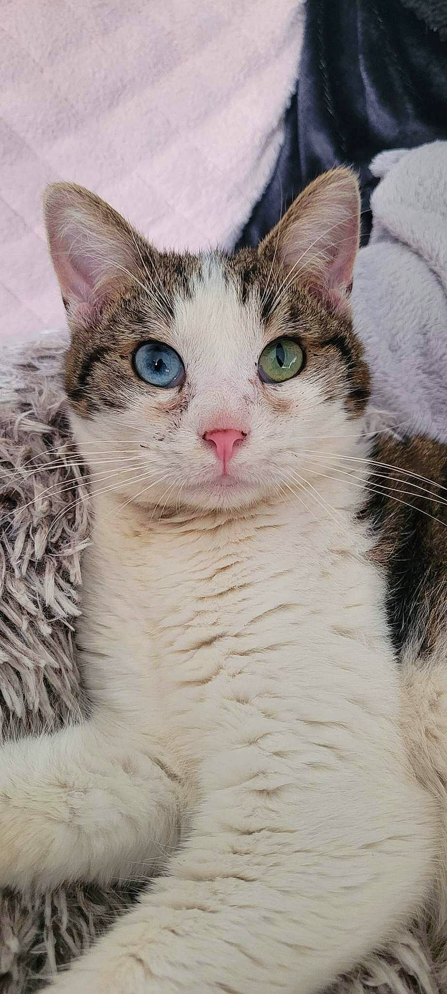 Tico participe au concours pour gagner de l'argent avec cette photo : carnivore, cat, close_up, domestic_short_haired_cat, door, felidae, fur, head, small_to_medium_sized_cats, snout, terrestrial_animal, tree, whiskers, wildlife, window