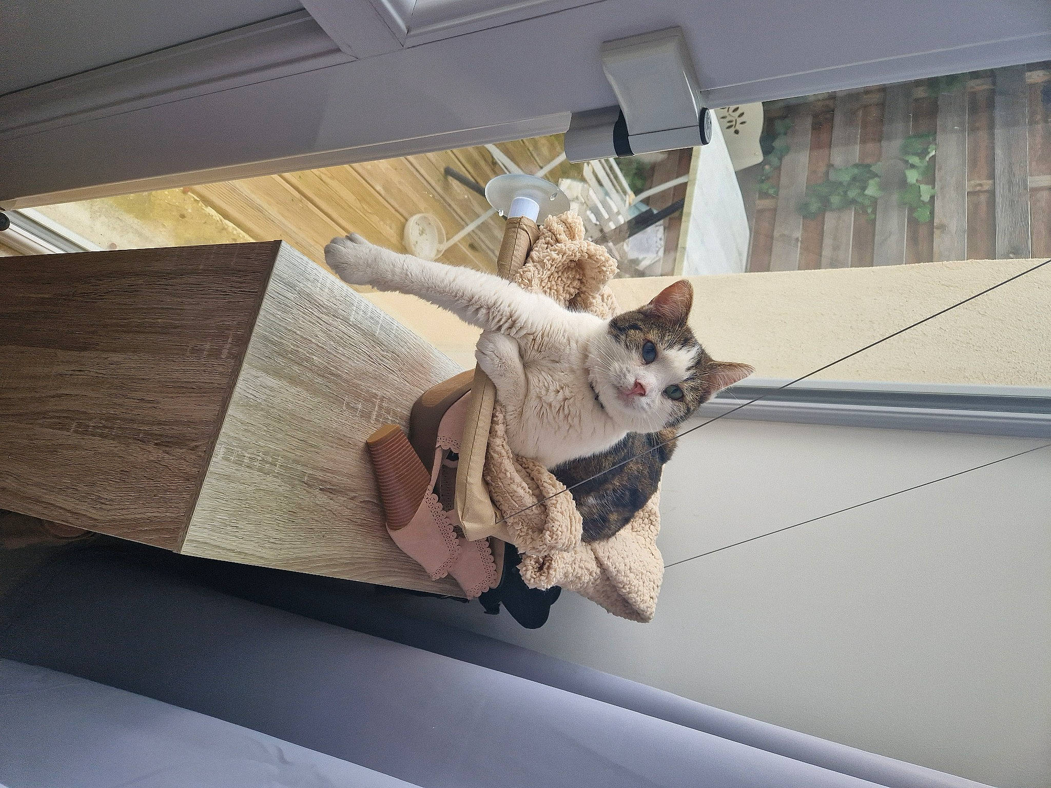 Tico a rejoint le concours — aidez-le/la à gagner de superbes lots ! canidae, carnivore, ceiling, comfort, fawn, felidae, flooring, fur, hardwood, linens, metal, room, sculpture, small_to_medium_sized_cats, tail, twig, vehicle_door, window, wing, wood