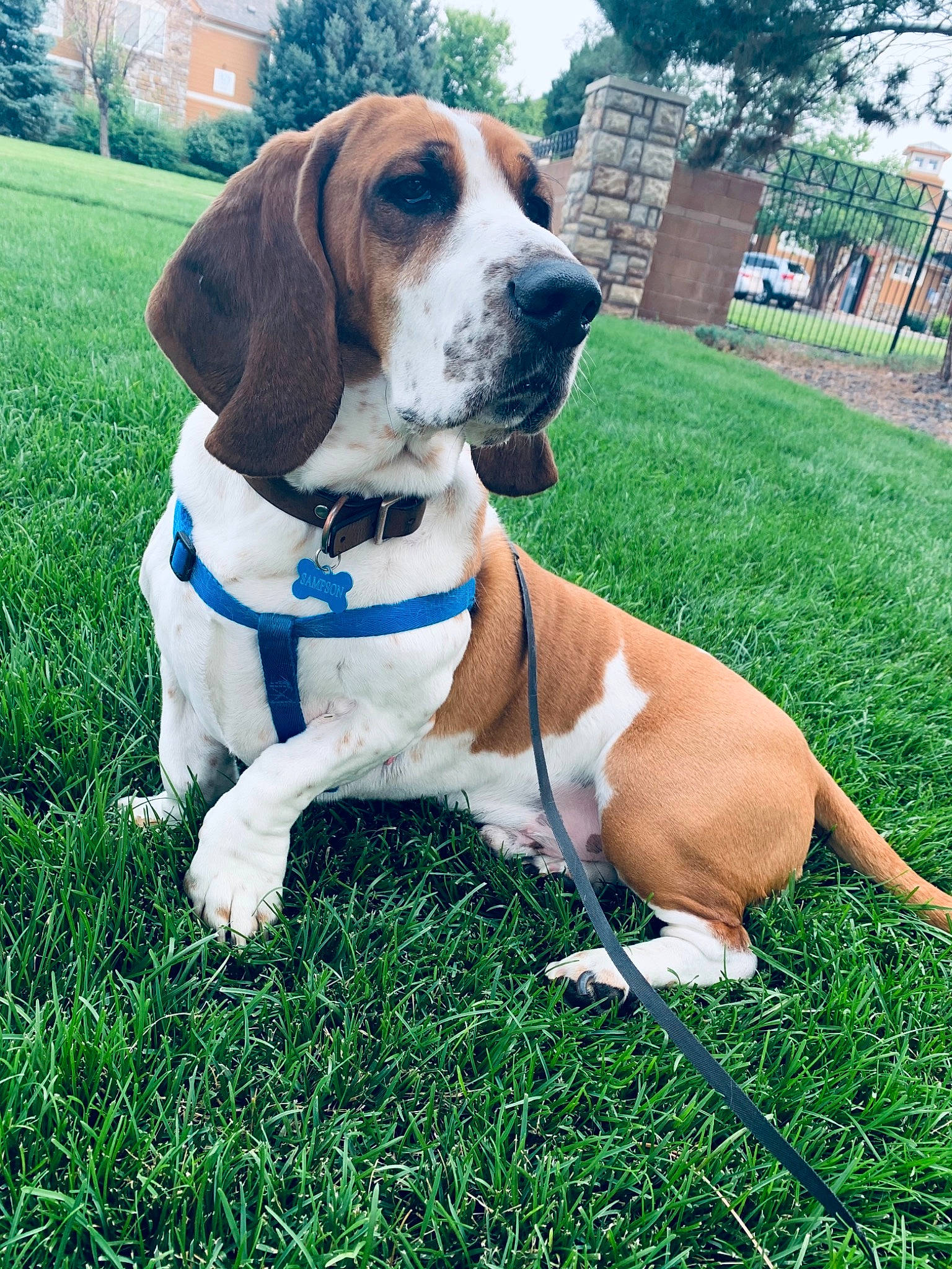 Sampson is registered to the contest to win money with this photo: beaglier, canidae, carnivore, collar, companion_dog, dog, dog_breed, dog_collar, dog_supply, fawn, grass, leash, pet_supply, plant, sky, snout, sporting_group, tail, tree, working_animal