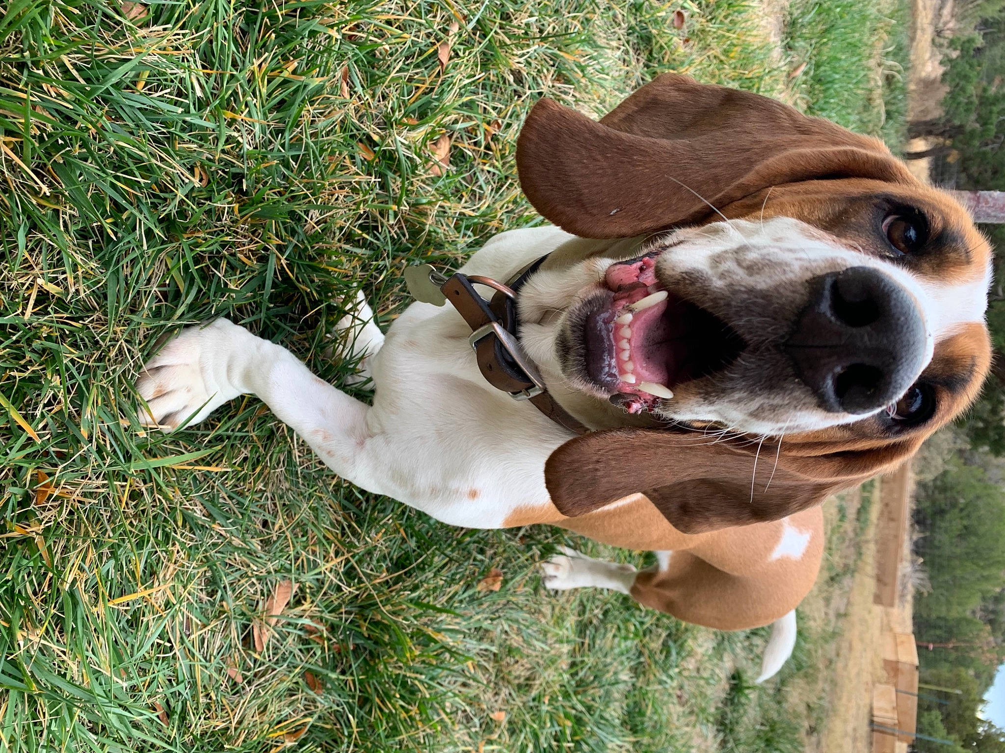 Sampson joined the competition — help win amazing prizes! basset_hound, carnivore, collar, companion_dog, dog, dog_breed, dog_collar, dog_supply, eyewear, fashion_accessory, fawn, grass, hound, leash, liver, pet_supply, plant, snout, sporting_group, working_animal