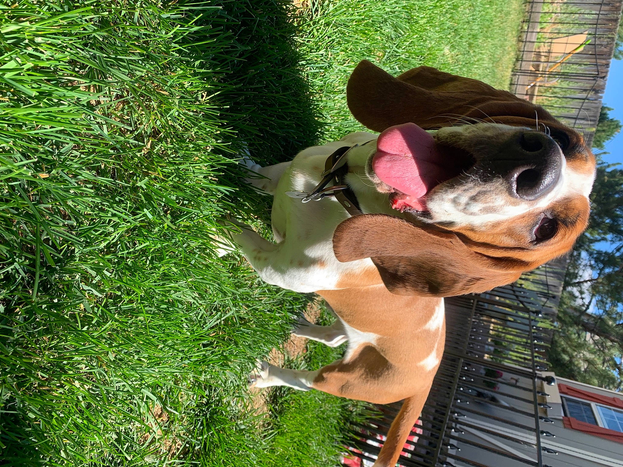 Sampson joined the competition — help win amazing prizes! art, carnivore, companion_dog, dog, dog_breed, eyewear, fawn, fun, grass, groundcover, headgear, leisure, plant, sky, snout, sporting_group, sunglasses, terrestrial_animal, tree, working_animal