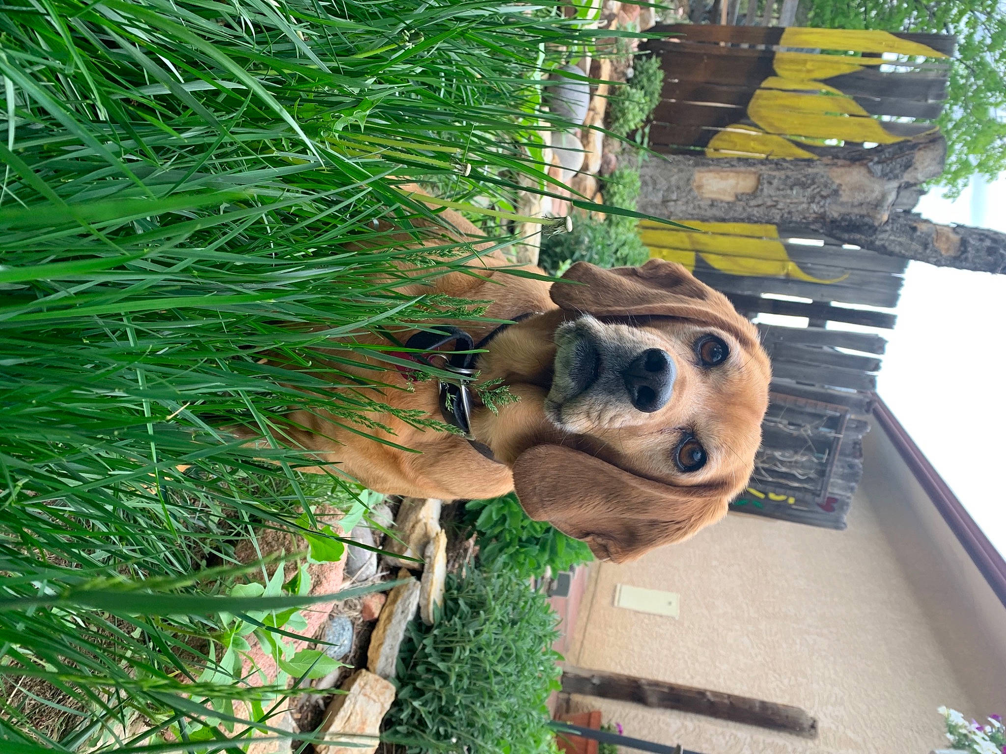 Pennie joined the competition — help win amazing prizes! art, botany, carnivore, dog, dog_breed, evergreen, grass, green, landscape, lawn_ornament, plant, sculpture, statue, terrestrial_plant, tree, trunk, twig, wood, woody_plant, working_animal