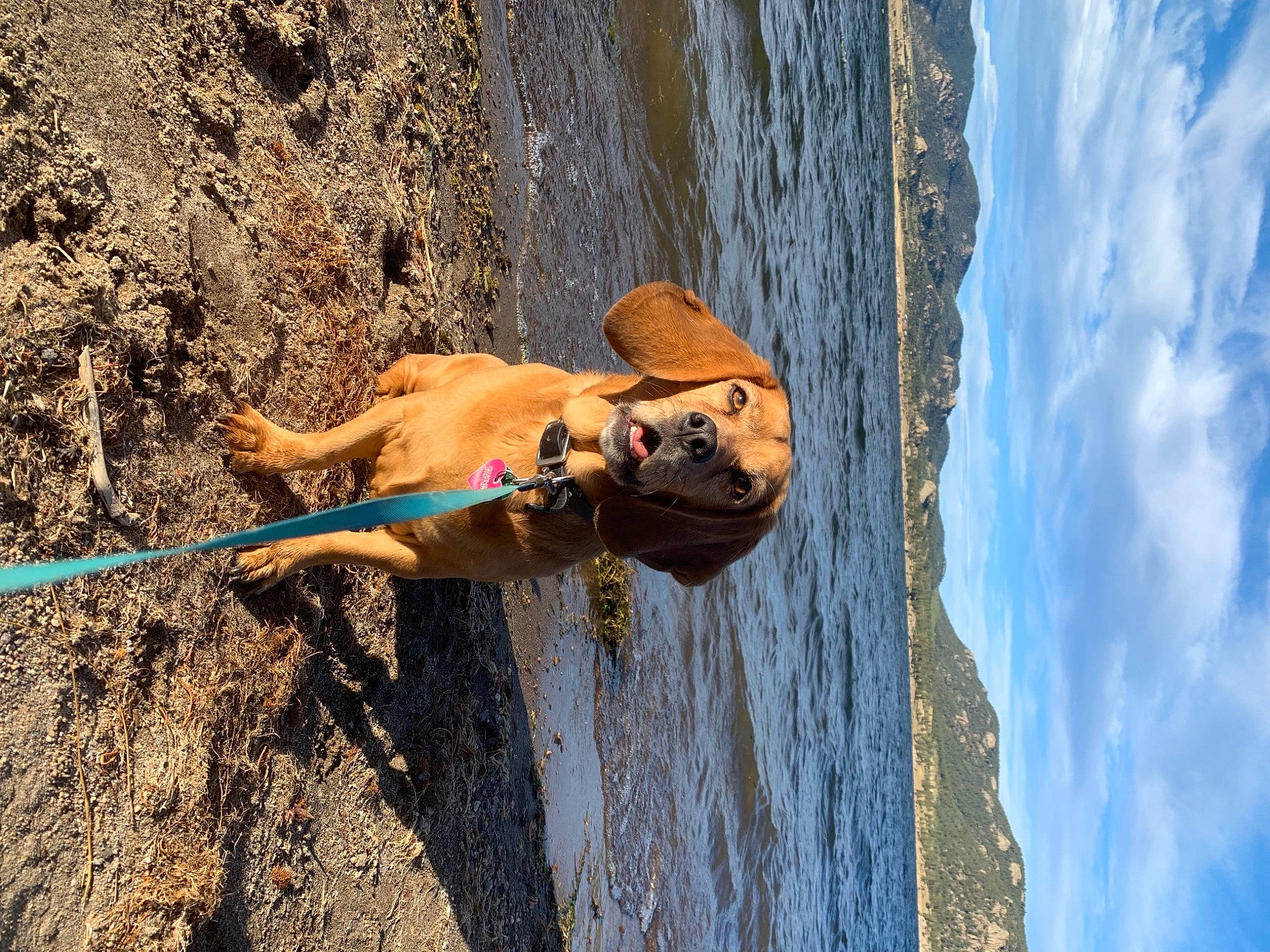 Pennie joined the competition — help win amazing prizes! adventure, azure, beach, blue, body_of_water, carnivore, climbing_harness, cloud, dog, dog_breed, fawn, fun, leash, leisure, recreation, sky, sport_climbing, sporting_group, water, wood
