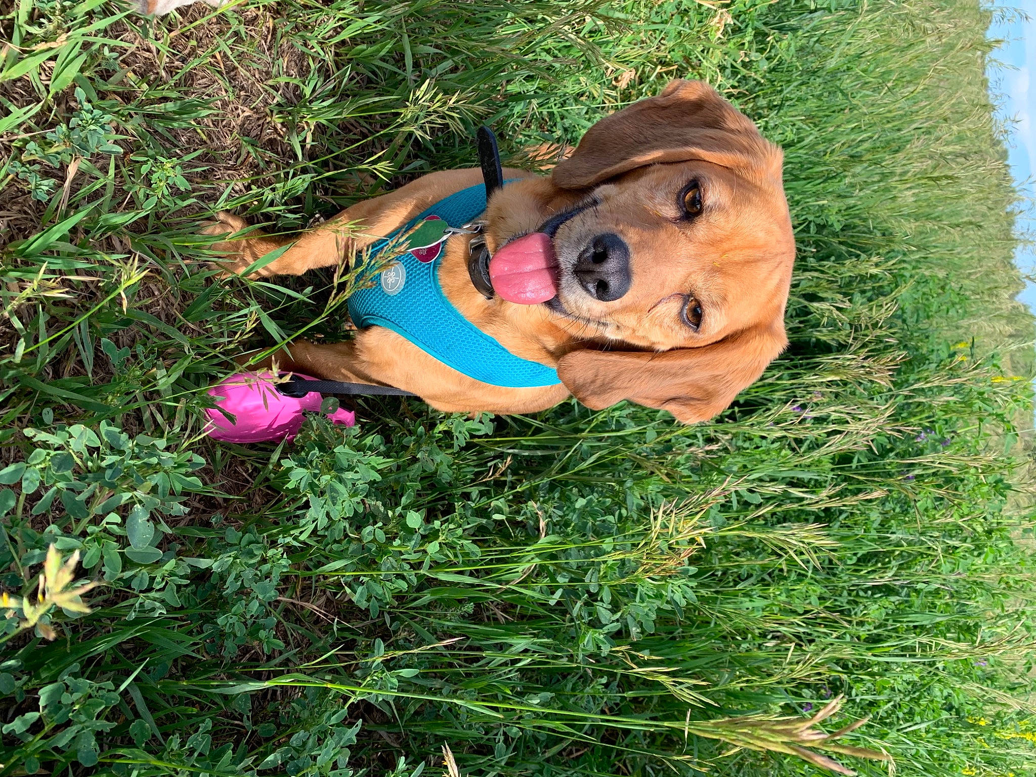 Pennie is registered to the contest to win money with this photo: carnivore, companion_dog, dog, dog_breed, eyewear, fawn, flower, fun, grass, grass_family, grassland, happy, lawn, leisure, people_in_nature, plant, shrub, sunglasses, terrestrial_plant, tree