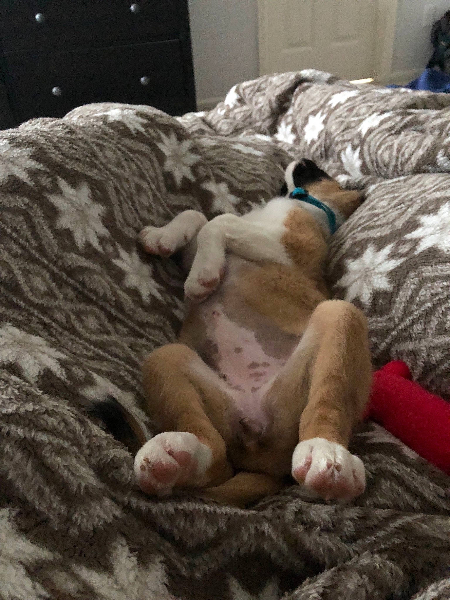 Dakota joined the competition — help win amazing prizes! american_bulldog, canidae, carnivore, cat, dog, dog_breed, fawn, felidae, nap, non_sporting_group, sleep, snout, whiskers