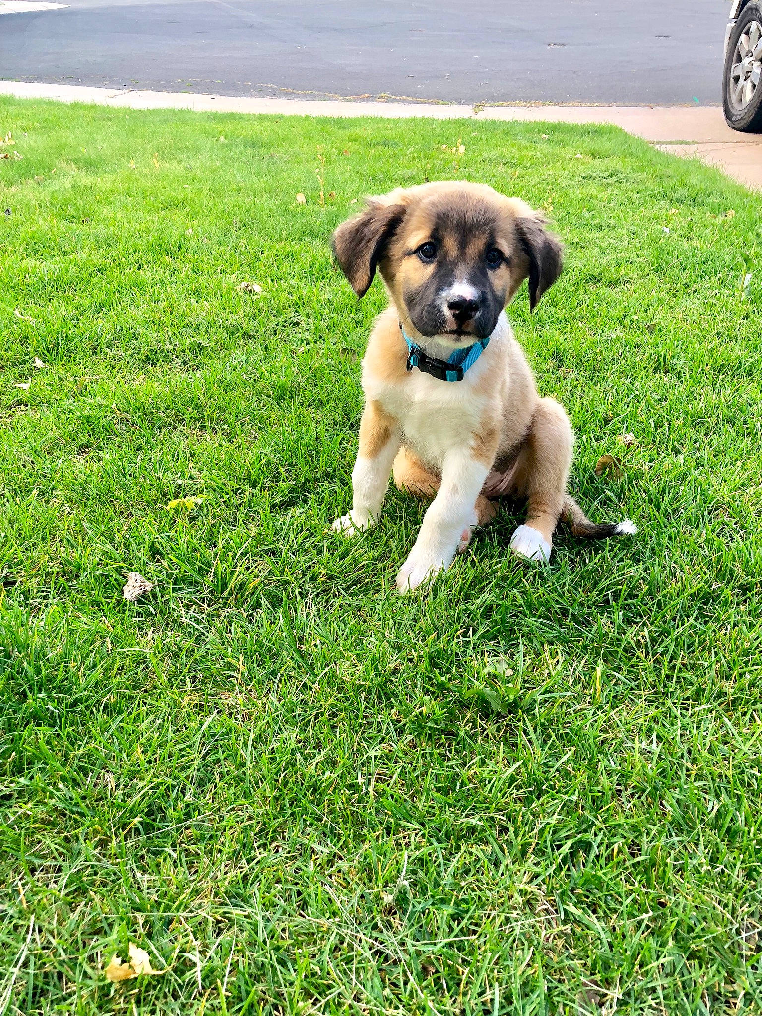 Dakota is registered to the contest to win money with this photo: canidae, carnivore, companion_dog, dog, dog_breed, fawn, grass, lawn, mammal, plant, puppy, rare_breed_dog, sporting_group, vertebrate