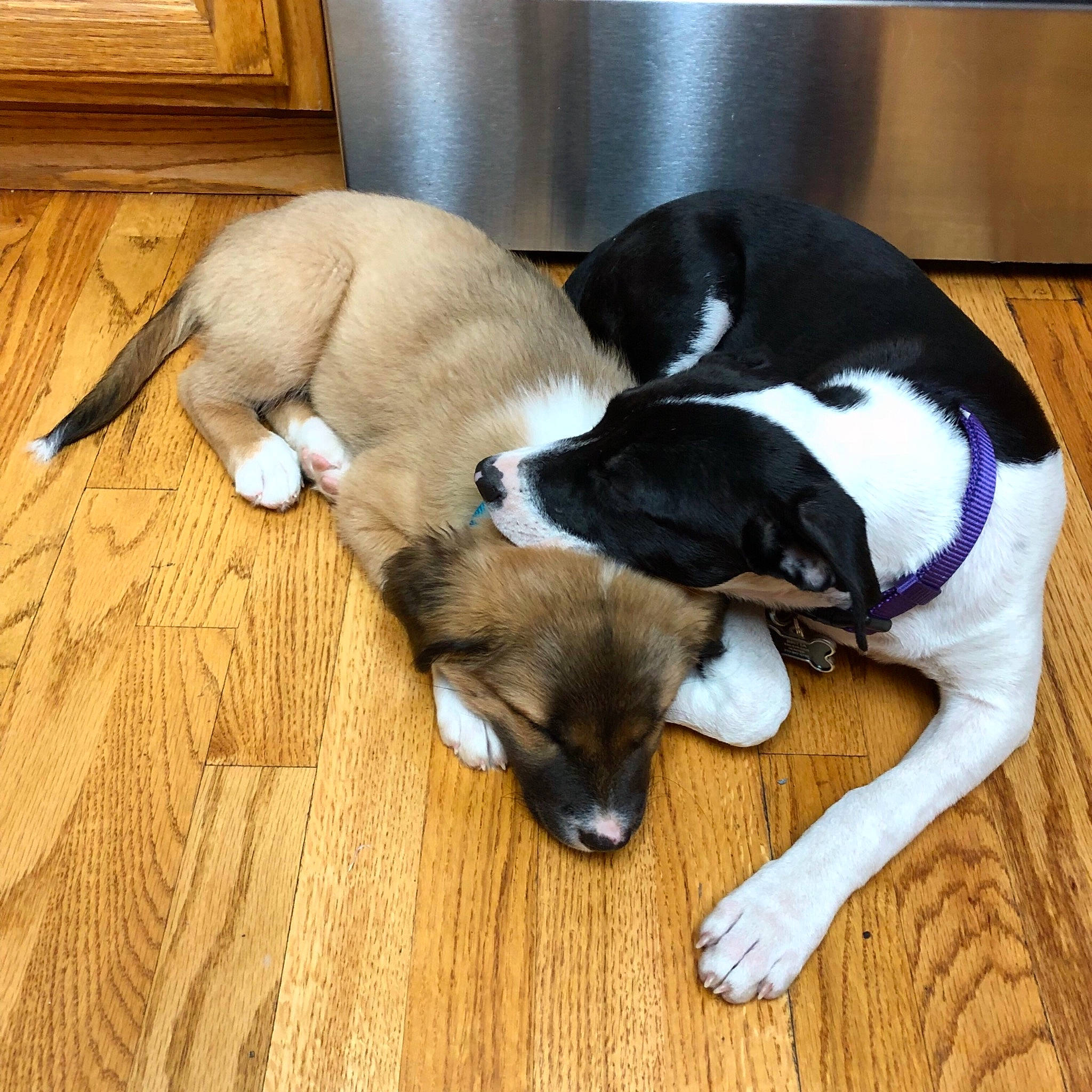 Denali joined the competition — help win amazing prizes! canidae, carnivore, companion_dog, danish_swedish_farmdog, dog, dog_breed, feist, floor, fox_terrier, hardwood, mammal, puppy, puppy_love, rat_terrier, ratonero_bodeguero_andaluz, smooth_fox_terrier, snout, sporting_group, tail, vertebrate