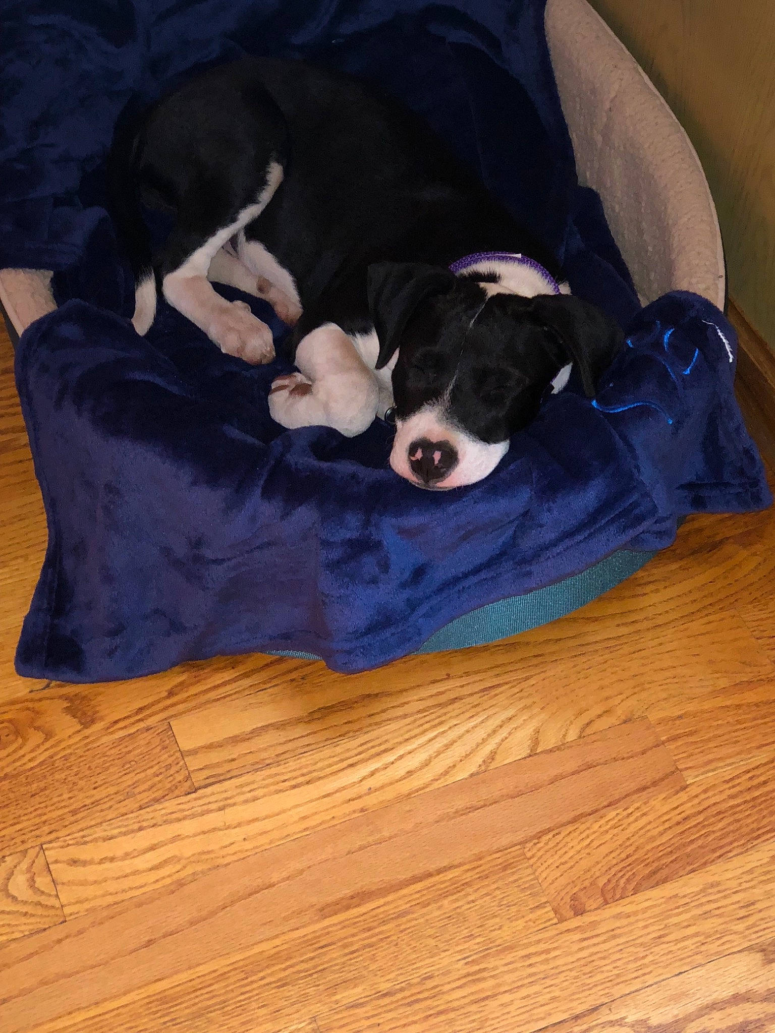 Denali joined the competition — help win amazing prizes! boston_terrier, canidae, carnivore, companion_dog, dog, dog_breed, floor, flooring, non_sporting_group, puppy, sporting_group