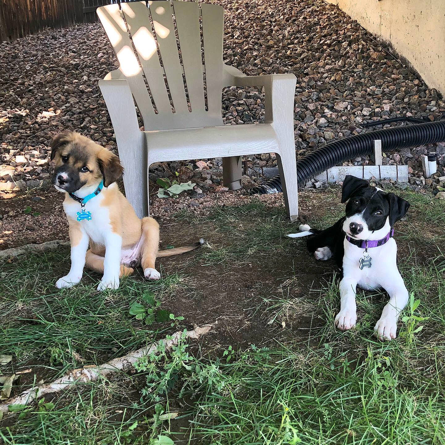 Denali is registered to the contest to win money with this photo: brazilian_terrier, canidae, carnivore, companion_dog, danish_swedish_farmdog, dog, dog_breed, feist, fox_terrier, grass, mammal, plant, puppy, rat_terrier, ratonero_bodeguero_andaluz, smooth_fox_terrier, sporting_group, tail, treeing_feist, vertebrate