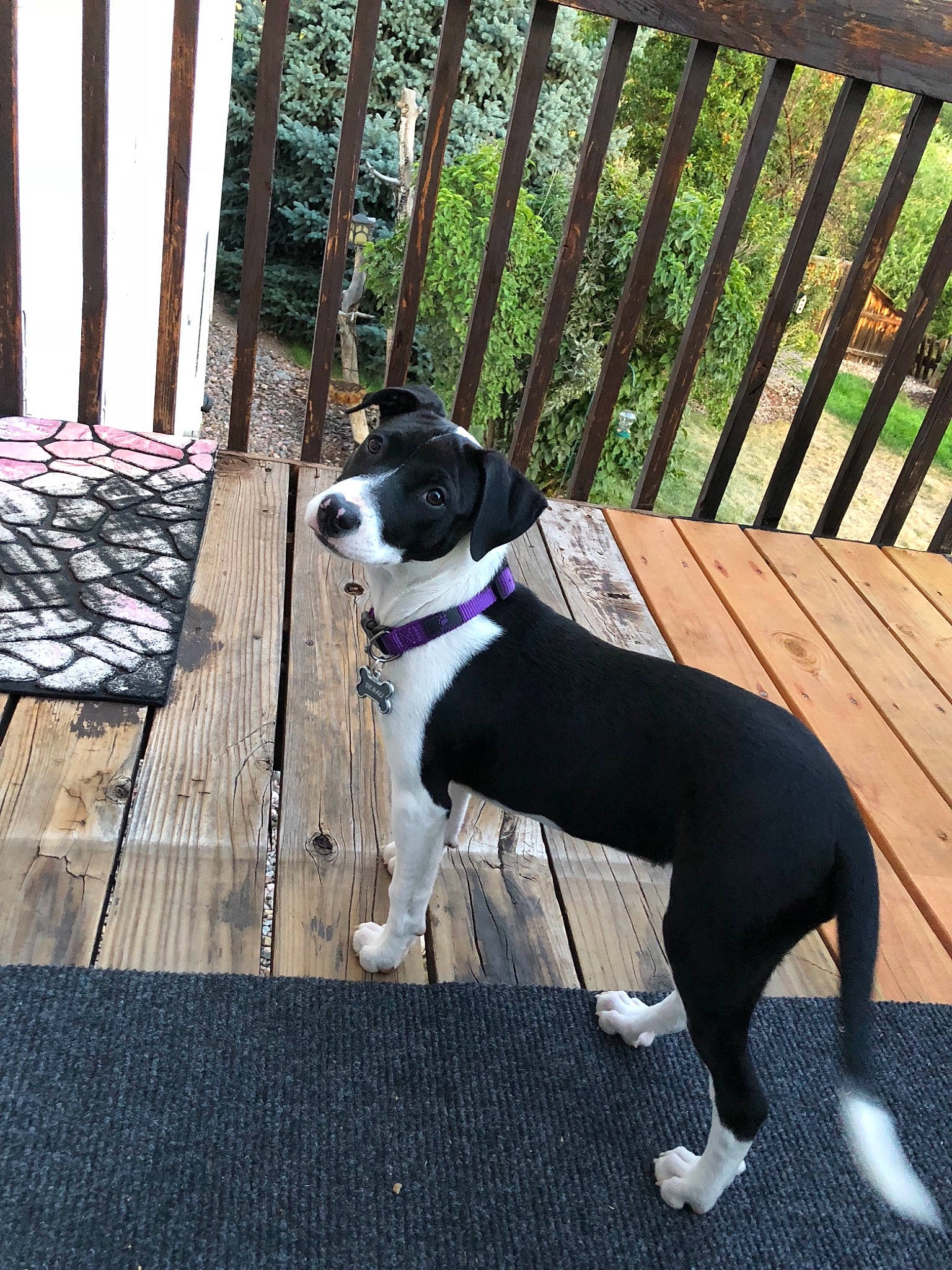 Denali is registered to the contest to win money with this photo: adventure, american_pit_bull_terrier, american_staffordshire_terrier, boston_terrier, canidae, carnivore, dog, dog_breed, dog_collar, mammal, non_sporting_group, pit_bull, puppy, sporting_group, tail