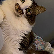 Stash is registered to the contest to win money with this photo: cat, fluffy, indoor, bed, blanket, curious, wide_eyes, pet, feline, relaxed, colorful, checkered, fur, whiskers, ears, tail, domestic_animal, cute, cozy, resting