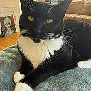 Patricia is registered to the contest to win money with this photo: cat, tuxedo_cat, black_and_white, pet, indoor, blanket, furniture, living_room, couch, painting, artwork, yellow_eyes, whiskers, soft_texture, relaxed, close_up, animal, domestic_animal, cozy, curious