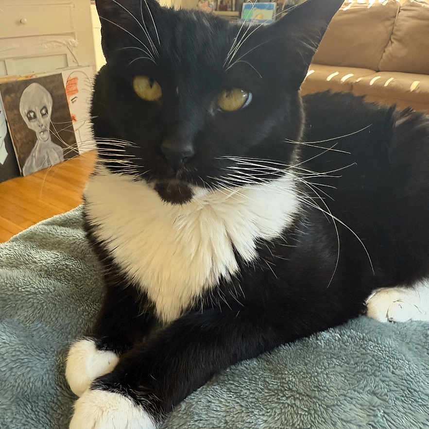 Patricia is registered to the contest to win money with this photo: animal, artwork, black_and_white, blanket, cat, close_up, couch, cozy, curious, domestic_animal, furniture, indoor, living_room, painting, pet, relaxed, soft_texture, tuxedo_cat, whiskers, yellow_eyes