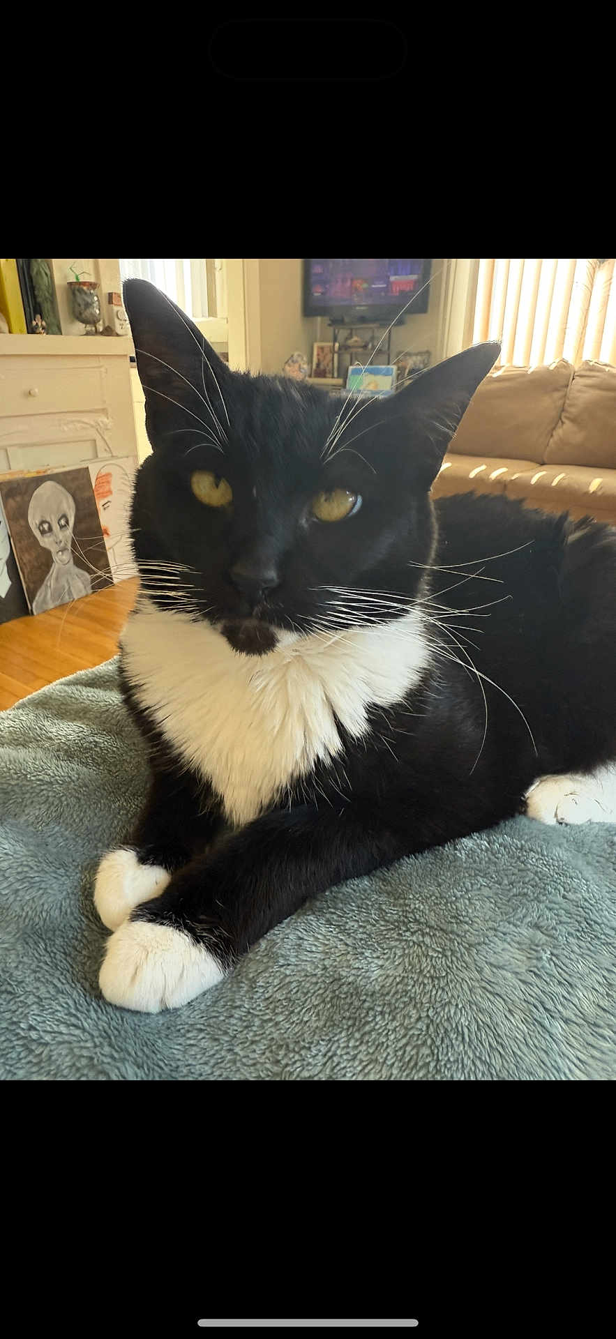 Patricia is registered to the contest to win money with this photo: cat, tuxedo_cat, black_and_white, pet, indoor, blanket, furniture, living_room, couch, painting, artwork, yellow_eyes, whiskers, soft_texture, relaxed, close_up, animal, domestic_animal, cozy, curious