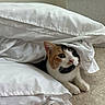 Iris participe au concours pour gagner de l'argent avec cette photo : cat, calico, animal, pet, indoor, white_pillows, hiding, curious, floor, cozy, cute, feline, soft_light, home, resting, whiskers, fur, ears, small, paws