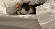 Iris participe au concours pour gagner de l'argent avec cette photo : cat, calico_cat, bed, bedsheet, white_bed, indoor, cozy, pet, animal, feline, resting, curious, minimalist_room, door, furniture, blanket, comfort, household, sleeping_area, domestic