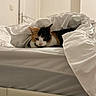 cat, calico_cat, bed, bedsheet, white_bed, indoor, cozy, pet, animal, feline, resting, curious, minimalist_room, door, furniture, blanket, comfort, household, sleeping_area, domestic
