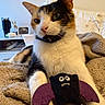 cat, calico_cat, plush_toy, bedroom, blanket, feline, pet, cozy, indoor, animal, cute, relaxed, fur, whiskers, ears, toy, purple, white, brown, black