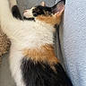 cat, calico, sleeping, resting, feline, pet, fur, white, black, orange, cozy, blanket, indoor, cute, animal, relaxed, soft, closeup, sideview, peaceful