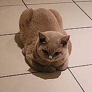 Youki participe au concours pour gagner de l'argent avec cette photo : abyssinian, angora, animal, cat, egyptiancat, hardwood, indoors, kitten, manx, person, pet, siamese, slate, sleeping, tile, towel, toy, wood