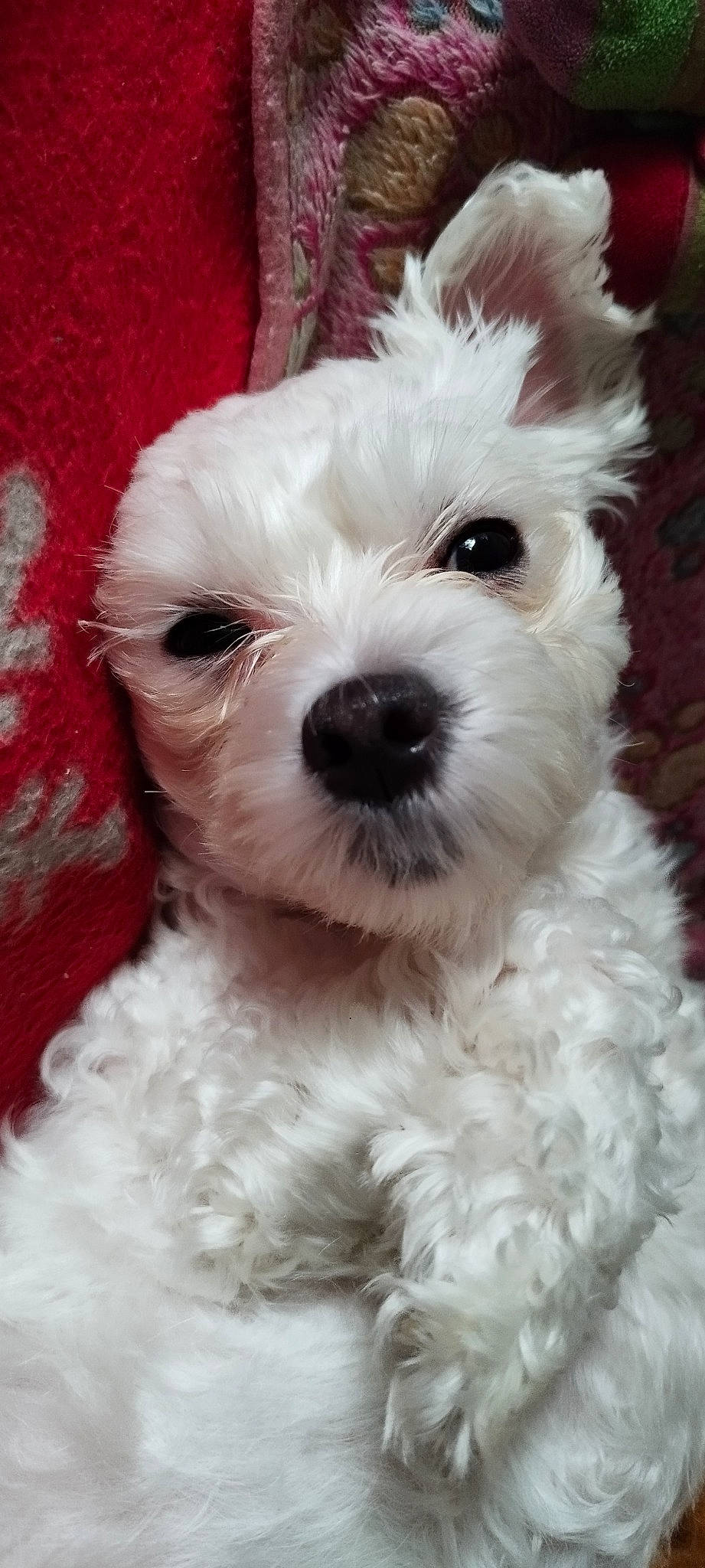 Nelly participe au concours pour gagner de l'argent avec cette photo : canidae, carnivore, companion_dog, dog, dog_breed, ear, eye, fur, hair, head, maltepoo, poodle_crossbreed, puppy, small_terrier, snout, sporting_group, terrier, toy_dog, water_dog, working_animal