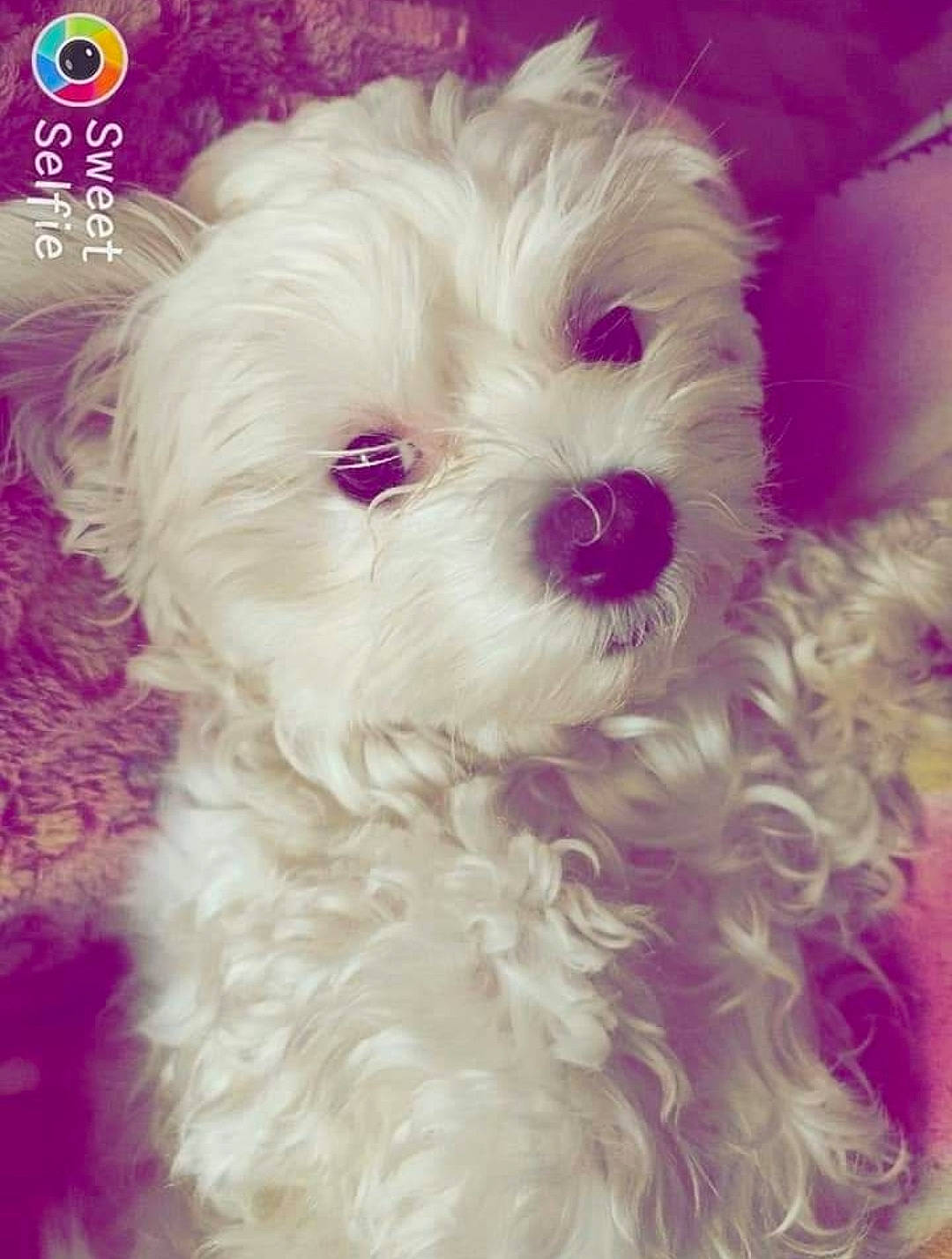 Nelly participe au concours pour gagner de l'argent avec cette photo : canidae, carnivore, companion_dog, dog, dog_breed, eye, fur, magenta, maltepoo, petal, plant, puppy_love, shih_poo, snout, sporting_group, terrier, toy_dog, water_dog, working_animal, yorkipoo