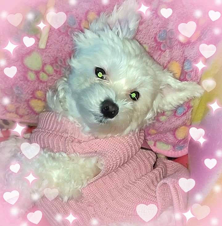 Nelly a rejoint le concours — aidez-le/la à gagner de superbes lots ! canidae, carnivore, companion_dog, dog, dog_breed, dog_clothes, dog_supply, fawn, pattern, pet_supply, pink, plant, puppy_love, snout, sporting_group, stuffed_toy, toy, toy_dog, water_dog, working_animal