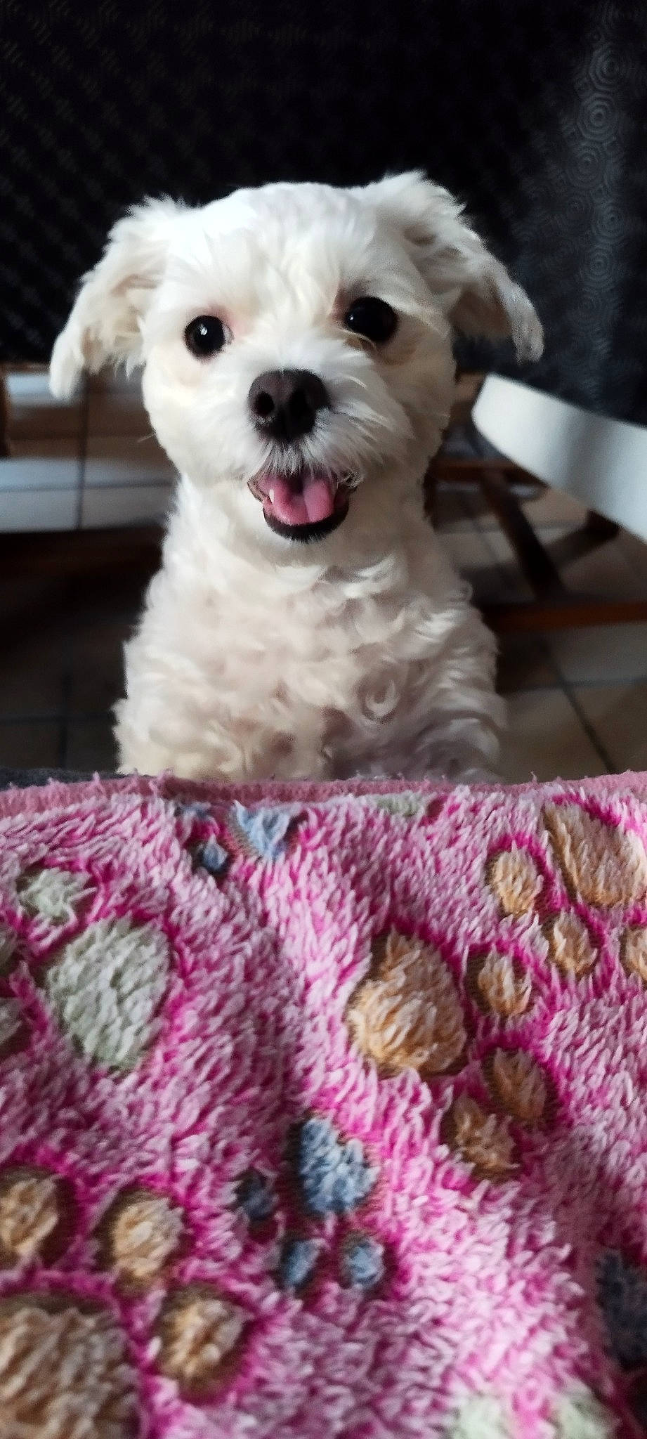 Nelly a rejoint le concours — aidez-le/la à gagner de superbes lots ! canidae, carnivore, companion_dog, dog, dog_breed, fawn, magenta, maltepoo, pattern, paw, pink, plant, poodle, shih_poo, snout, sporting_group, terrier, toy_dog, water_dog, working_animal