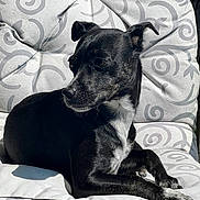 Polly is registered to the contest to win money with this photo: dog, black_dog, white_chest, pet, animal, cushion, chair, patterned_fabric, relaxing, sunlight, outdoor, paw, fur, portrait, side_view, resting, domestic_animal, cute, companion, calm