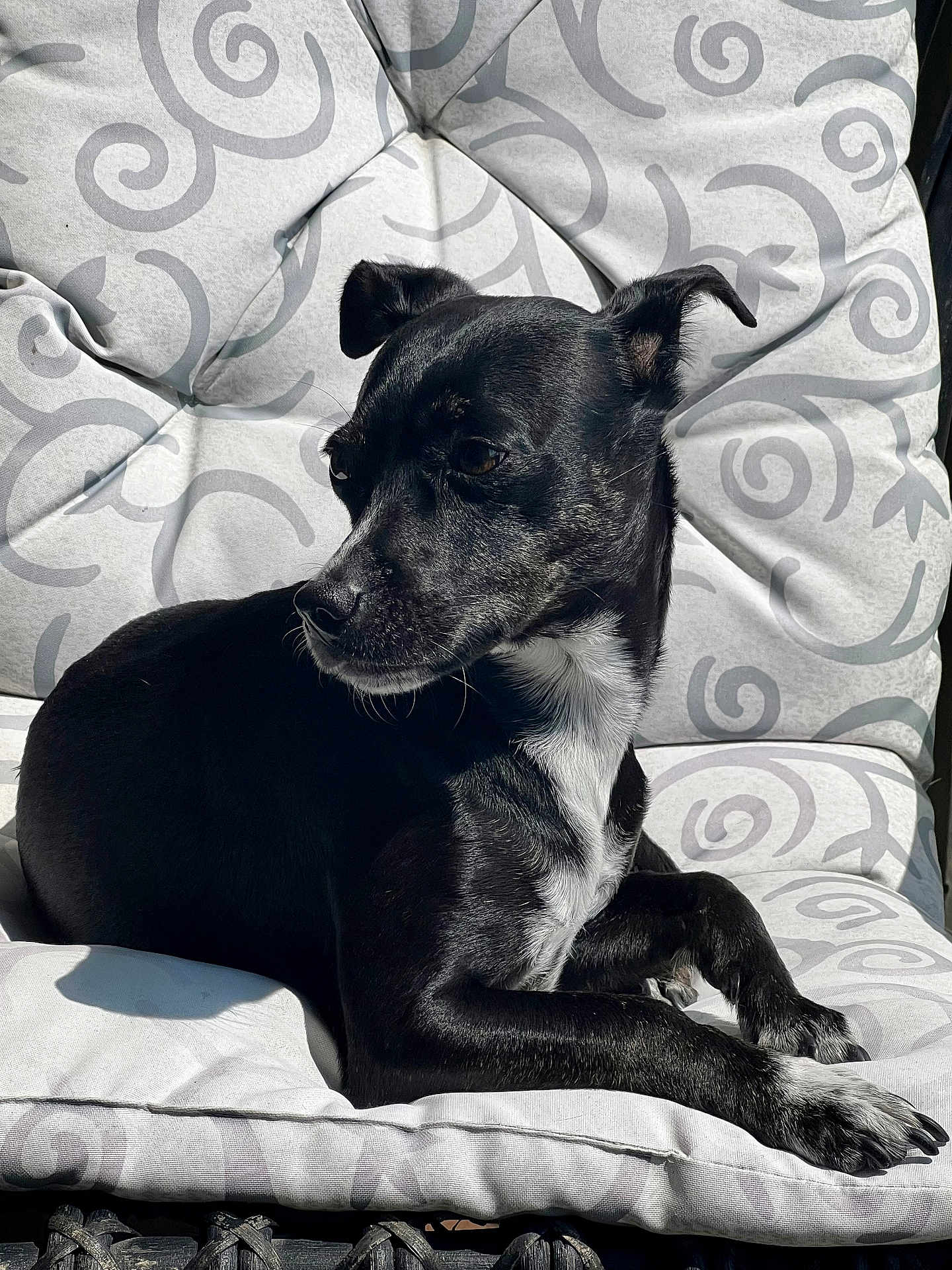Polly is registered to the contest to win money with this photo: dog, black_dog, white_chest, pet, animal, cushion, chair, patterned_fabric, relaxing, sunlight, outdoor, paw, fur, portrait, side_view, resting, domestic_animal, cute, companion, calm