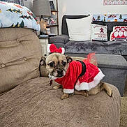 Diamond is registered to the contest to win money with this photo: dog, small_dog, holiday_outfit, red_dress, couch, living_room, pillows, blanket, lamp, shelf, decorations, carpet, furniture, cozy, pet, indoor, christmas_theme, festive, cute, animal