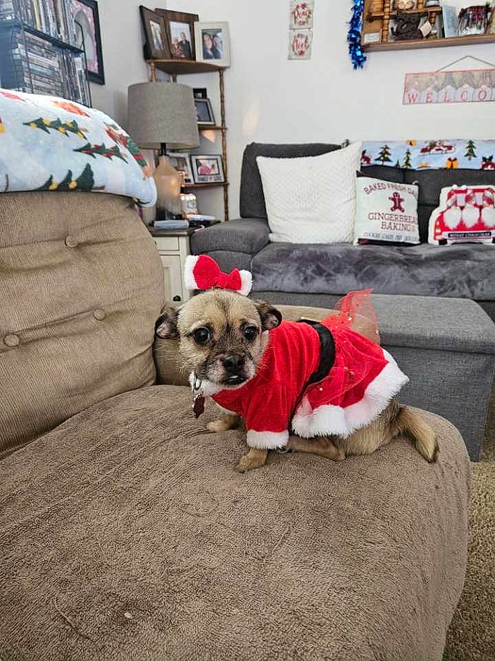 Diamond is registered to the contest to win money with this photo: dog, small_dog, holiday_outfit, red_dress, couch, living_room, pillows, blanket, lamp, shelf, decorations, carpet, furniture, cozy, pet, indoor, christmas_theme, festive, cute, animal