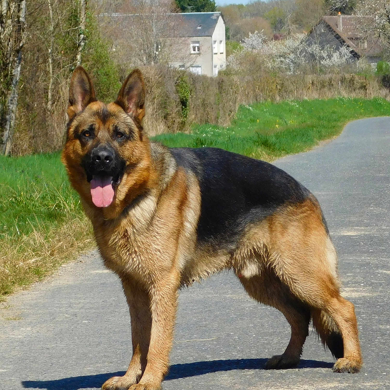 Pancho participe au concours pour gagner de l'argent avec cette photo : animal, canine, dog, germanshepherd, pet, policedog, puppy, terrier