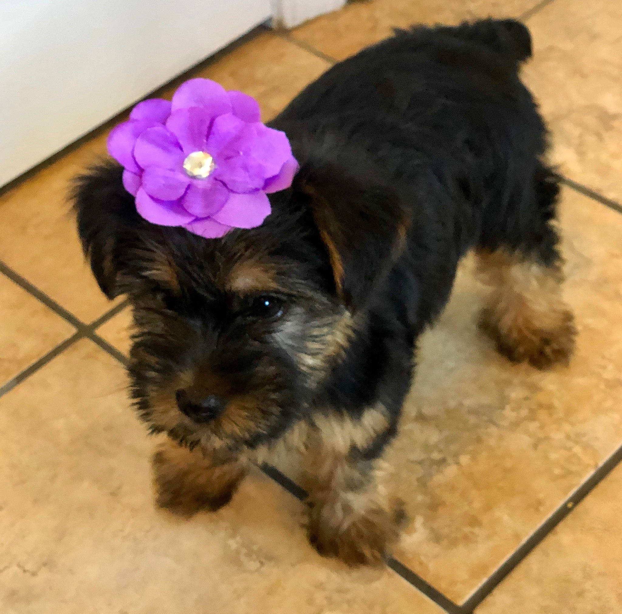 Bailey joined the competition — help win amazing prizes! affenpinscher, bolonka, canidae, carnivore, companion_dog, dog, dog_breed, maltepoo, mammal, miniature_schnauzer, morkie, poodle_crossbreed, puppy, schnoodle, small_terrier, snout, sporting_lucas_terrier, terrier, vertebrate, yorkipoo