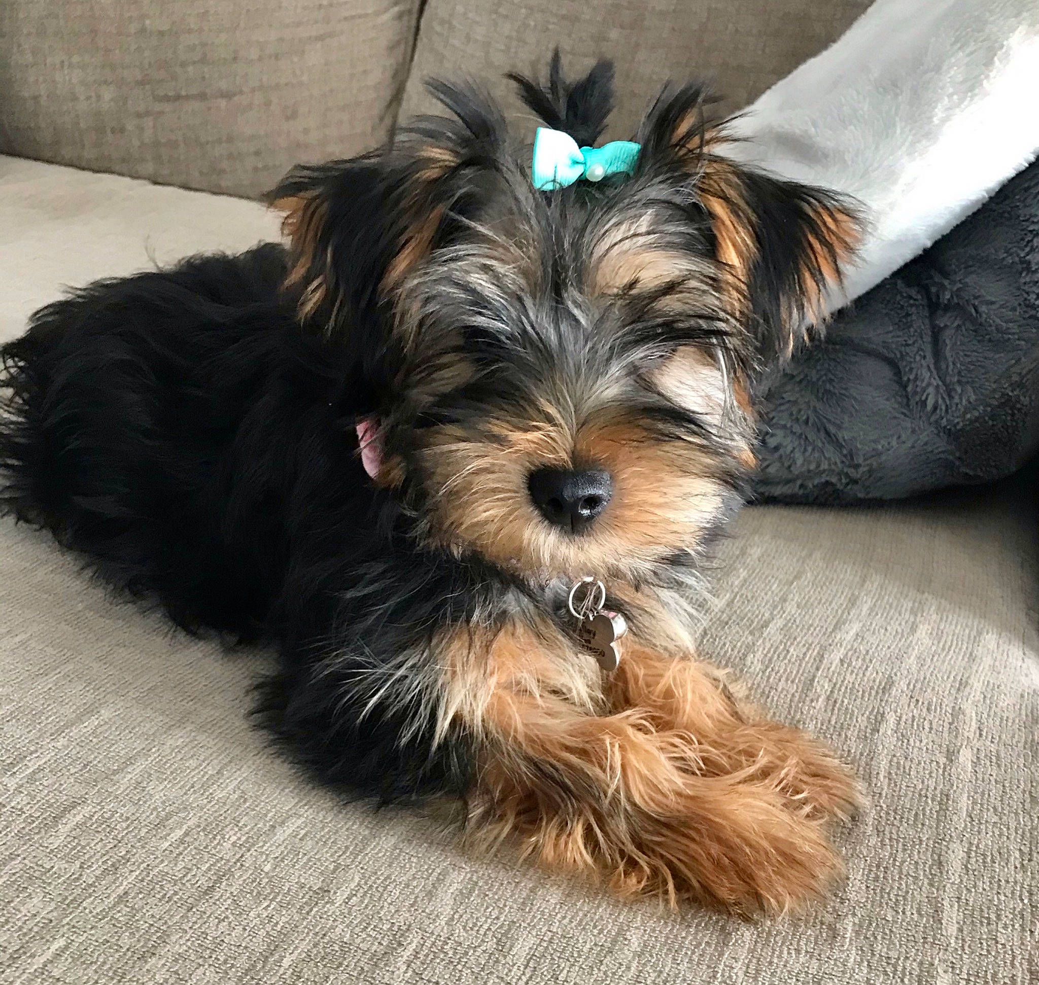 Bailey is registered to the contest to win money with this photo: australian_silky_terrier, biewer_terrier, canidae, carnivore, companion_dog, dog, dog_breed, maltepoo, mammal, morkie, puppy, rare_breed_dog, schnoodle, small_terrier, snout, terrier, toy_dog, vertebrate, yorkipoo, yorkshire_terrier