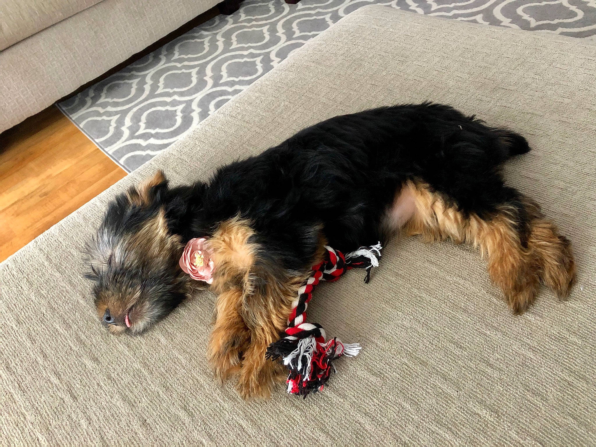 Bailey is registered to the contest to win money with this photo: australian_silky_terrier, cairn_terrier, canidae, carnivore, companion_dog, dog, dog_breed, fur, morkie, puppy, small_terrier, tail, terrier, toy_dog, yorkipoo, yorkshire_terrier