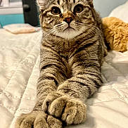Supernova joined the competition — help win amazing prizes! bed, bedroom, blanket, cat, closeup, cozy, ears, eyes, feline, fur, indoor, kitten, looking_up, paws, pet, plush_toy, portrait, soft_lighting, tabby_cat, whiskers