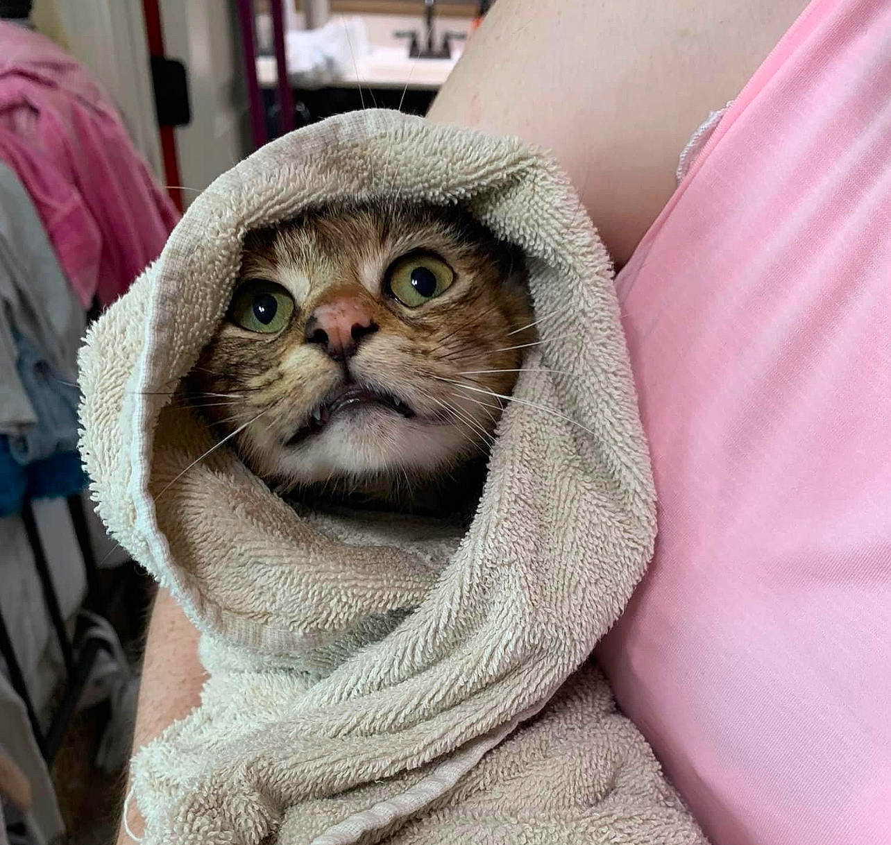 Josie is registered to the contest to win money with this photo: carnivore, cat, comfort, domestic_short_haired_cat, felidae, fur, linens, magenta, moustache, scottish_fold, sitting, sleeve, small_to_medium_sized_cats, snout, terrestrial_animal, whiskers, wrinkle