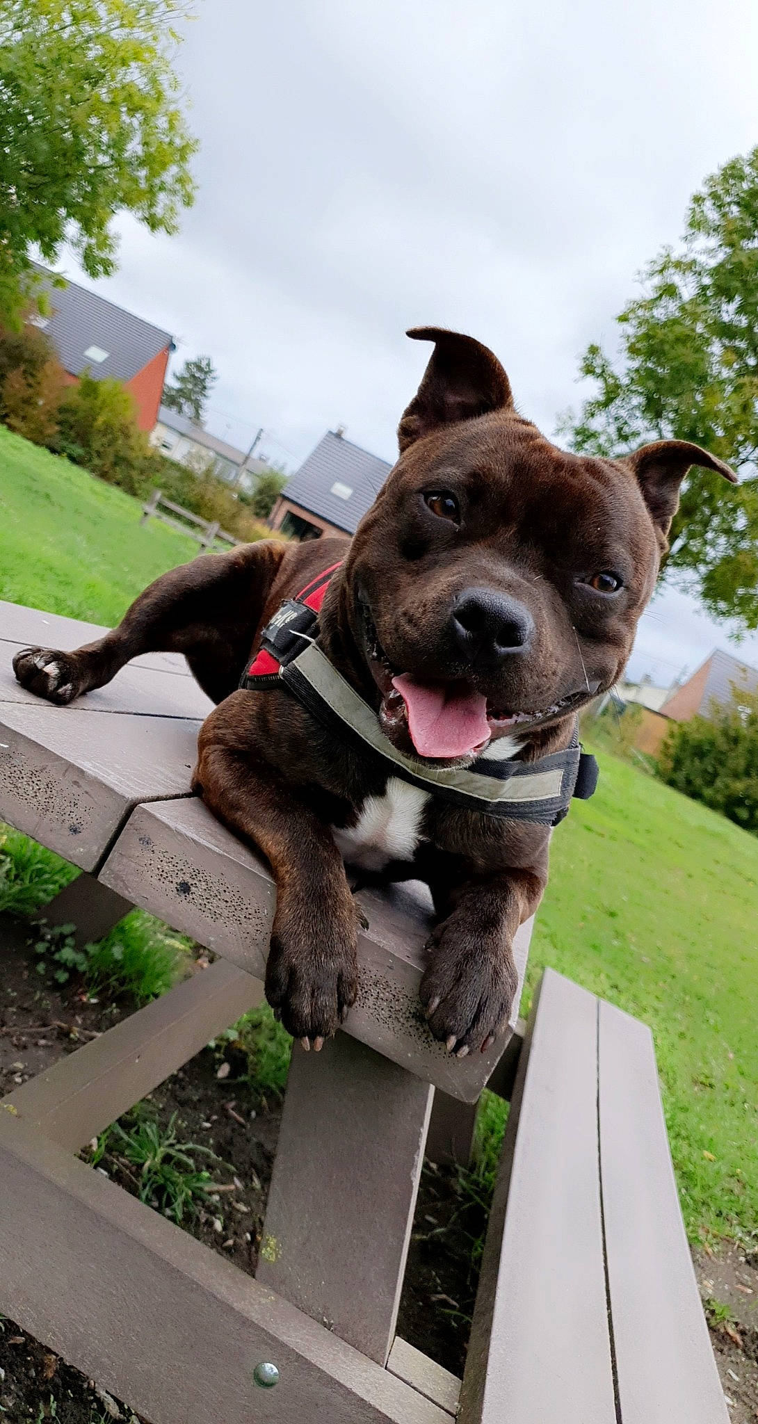 Pablo participe au concours pour gagner de l'argent avec cette photo : american_pit_bull_terrier, american_staffordshire_terrier, bandog, bull_and_terrier, canidae, carnivore, collar, companion_dog, dog, dog_breed, dog_collar, fawn, mammal, non_sporting_group, pit_bull, rare_breed_dog, snout, sporting_group, staffordshire_bull_terrier, terrier