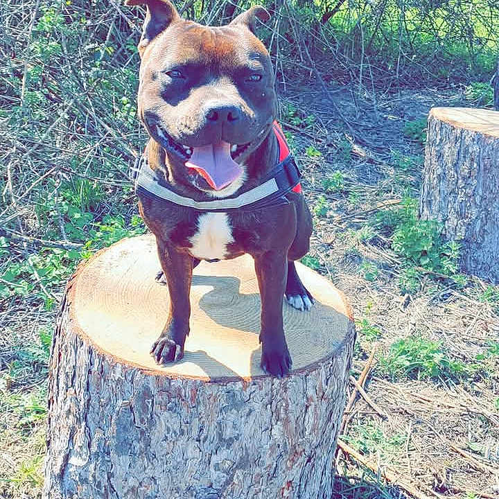 Pablo a rejoint le concours — aidez-le/la à gagner de superbes lots ! animal, bulldog, canine, dog, face, grass, herbal, herbs, hound, nature, outdoors, pet, plant, puppy, rock, tree, treestump, treetrunk, vegetation, wood