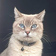 Honey joined the competition — help win amazing prizes! cat, blue_eyes, whiskers, collar, bell, cream_fur, pet, portrait, animal, feline, close_up, domestic_cat, indoor, looking_at_camera, cute, fluffy, mammal, face, ears, nose