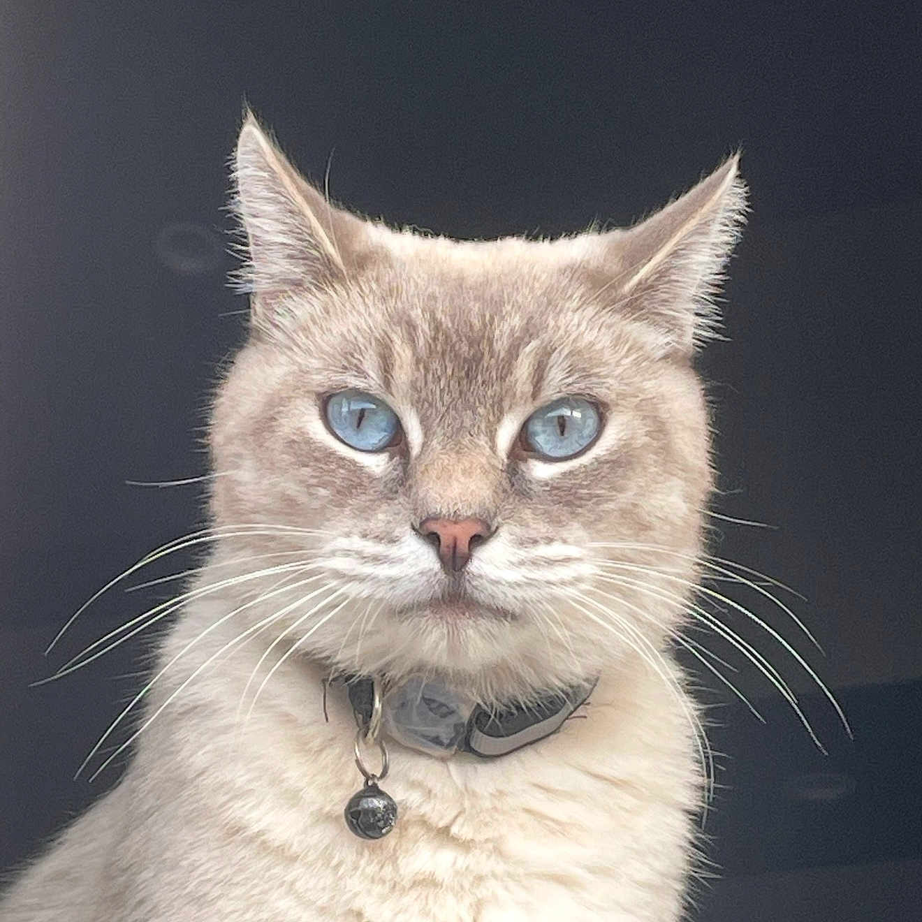 Honey joined the competition — help win amazing prizes! cat, blue_eyes, whiskers, collar, bell, cream_fur, pet, portrait, animal, feline, close_up, domestic_cat, indoor, looking_at_camera, cute, fluffy, mammal, face, ears, nose