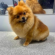 Diana is registered to the contest to win money with this photo: dog, pomeranian, fluffy, pet, indoor, mirror, curious, groomed, small_dog, companion, cute, animal, head_tilt, furry, tabletop, reflection, brown_fur, adorable, friendly, domestic