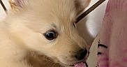 Aiko is registered to the contest to win money with this photo: puppy, dog, cream_fur, fluffy, close_up, sleeping, snuggling, blanket, pink_blanket, pet, animal, cute, adorable, black_nose, brown_eye, ear, whiskers, indoors, cozy, portrait